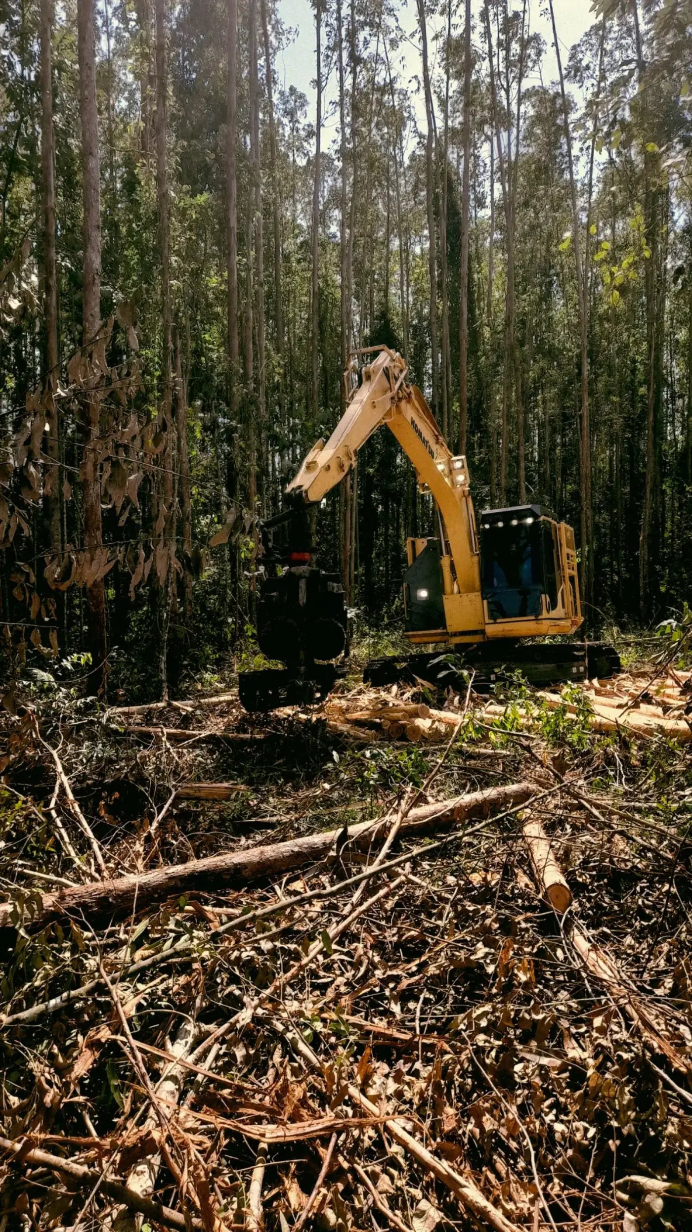 Forestry Mulching related work image for Jacksonville